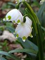2014-03-09,_Polenztal (5)